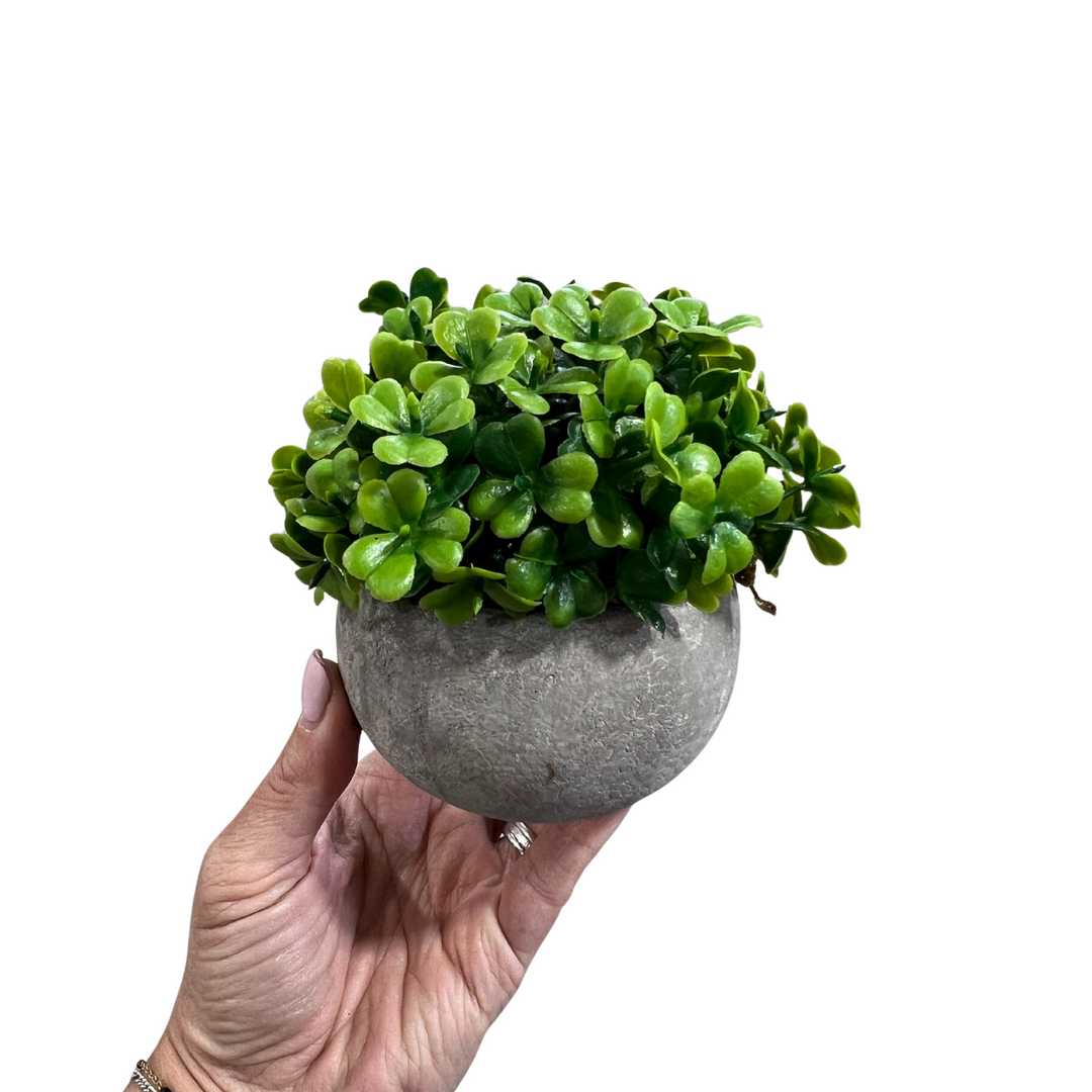 Cement Planter + Plant | Bulk Buy
